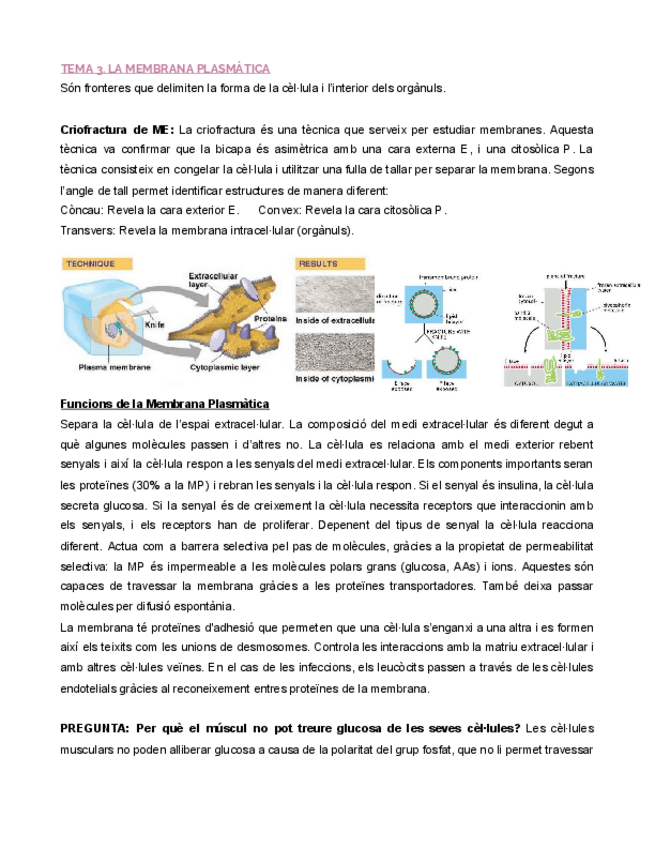 Miniatura del documento MEMBRANA-PLASMATICA.pdf