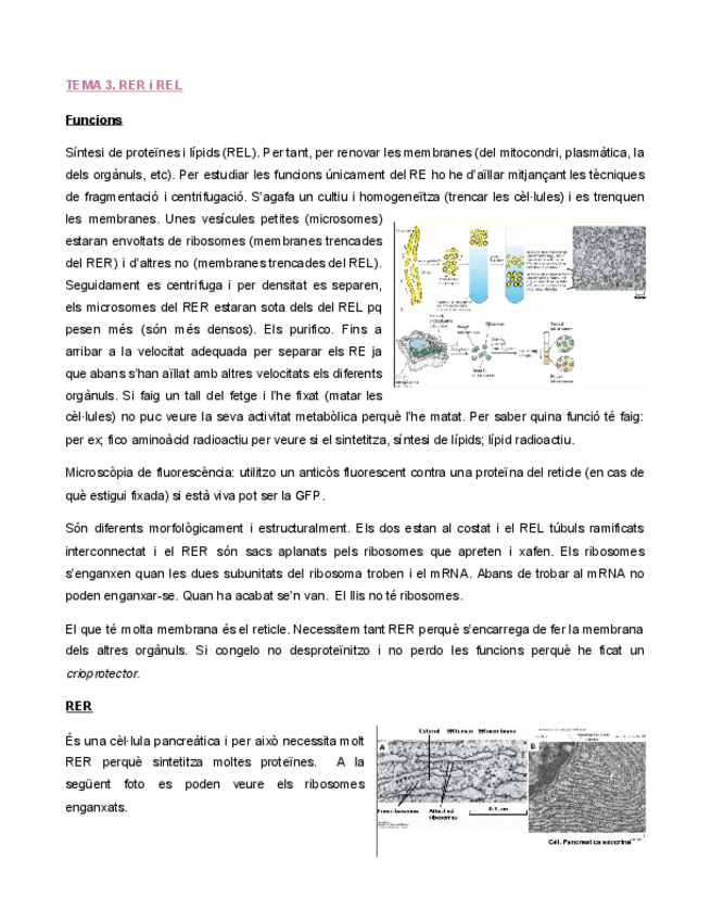 Miniatura del documento RER-I-REL.pdf