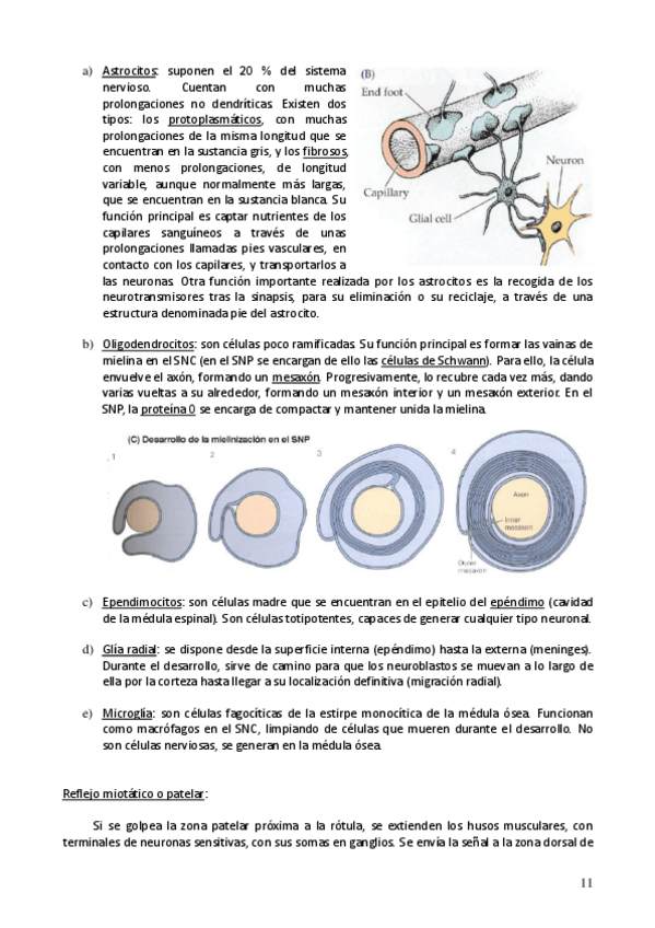 Miniatura del documento Neuro parte 2.pdf