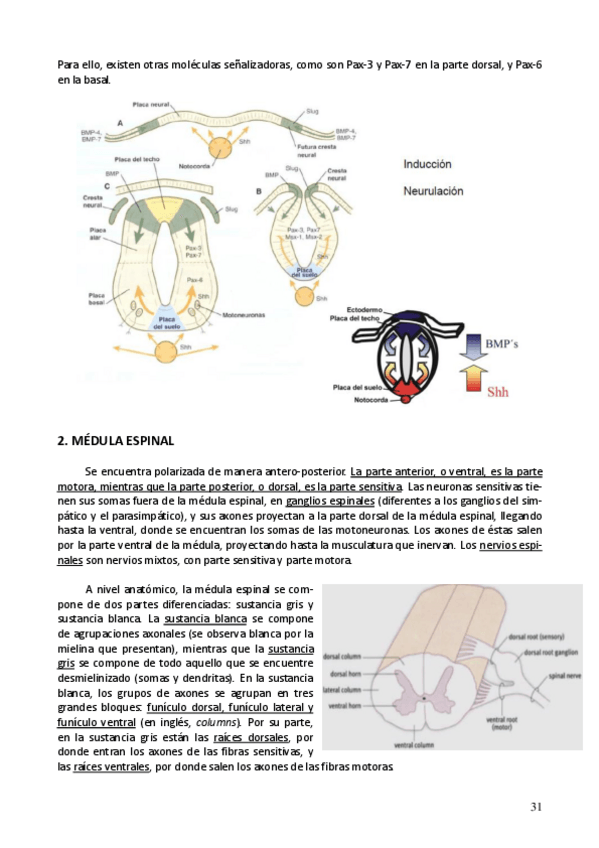 Miniatura del documento Neuro parte 4.pdf