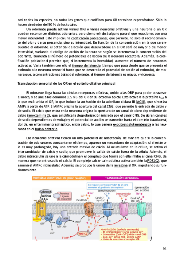 Miniatura del documento Neuro parte 7.pdf