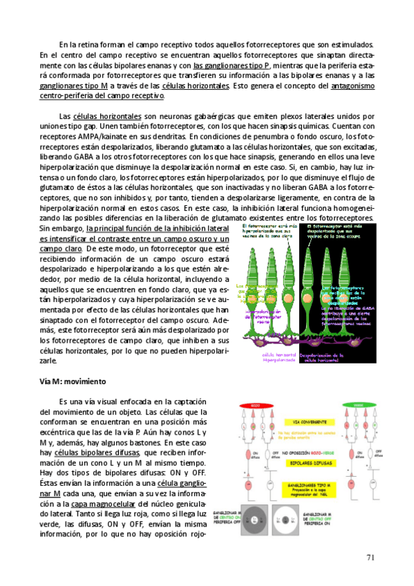 Miniatura del documento Neuro parte 8.pdf