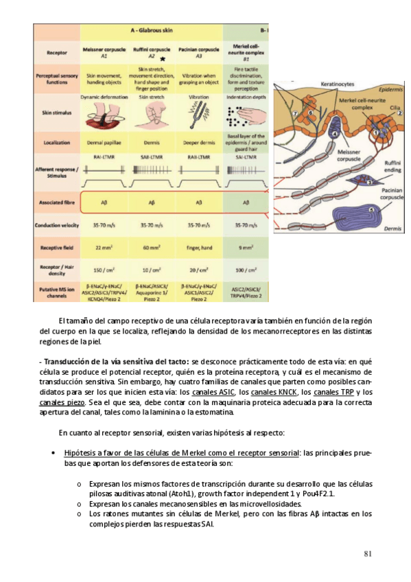 Miniatura del documento Neuro parte 9.pdf