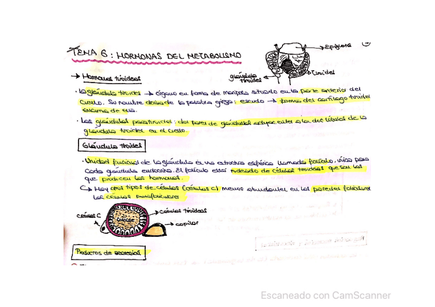 Miniatura del documento tema-6-fisiologia.pdf