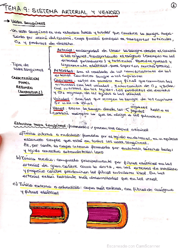 Miniatura del documento Tema-9-fisiologia.pdf