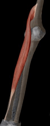 Miniatura del documento SUPINADOR-LARGO.jpg