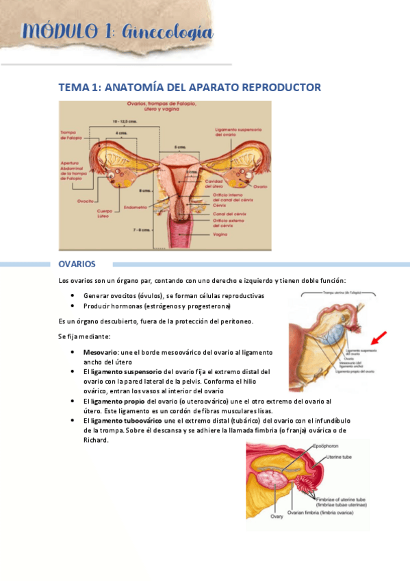 Miniatura del documento TEMA-1-Anatomia-Aparato-reproductor.pdf