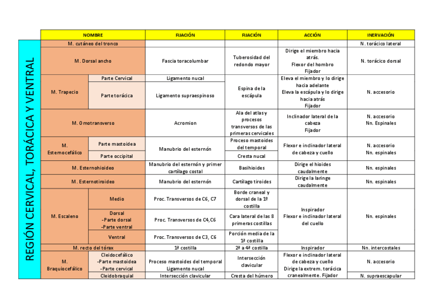 Miniatura del documento Cuadro-resumen-musculos.pdf