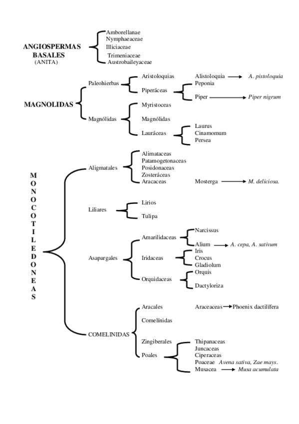 Miniatura del documento Cladograma Angiospermas.pdf