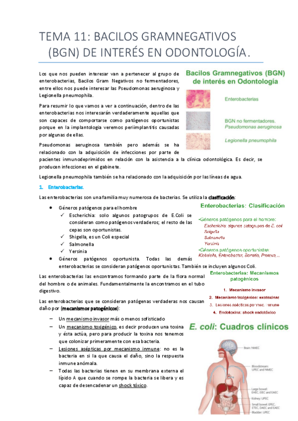 Miniatura del documento Tema 11 bacilos gramnegativos.pdf