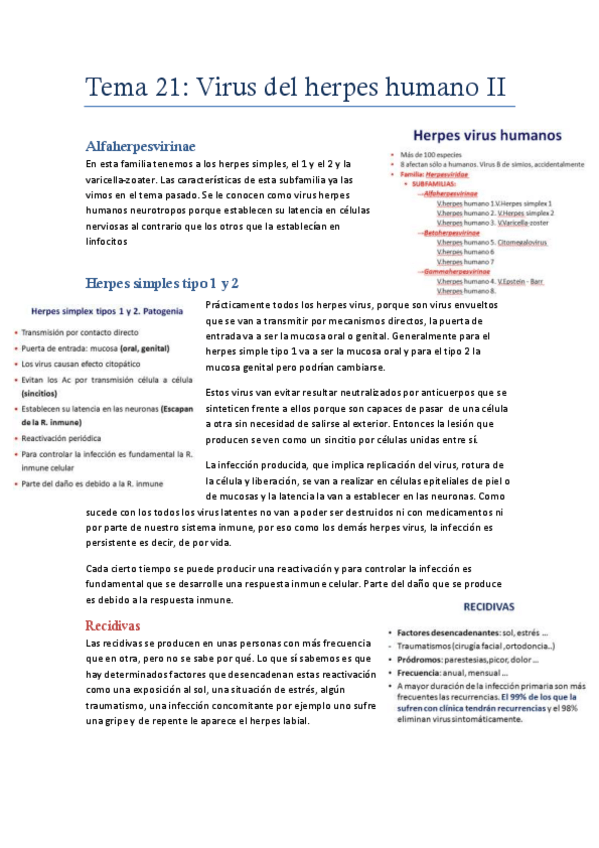 Miniatura del documento Tema 21virus del herpes humano.pdf