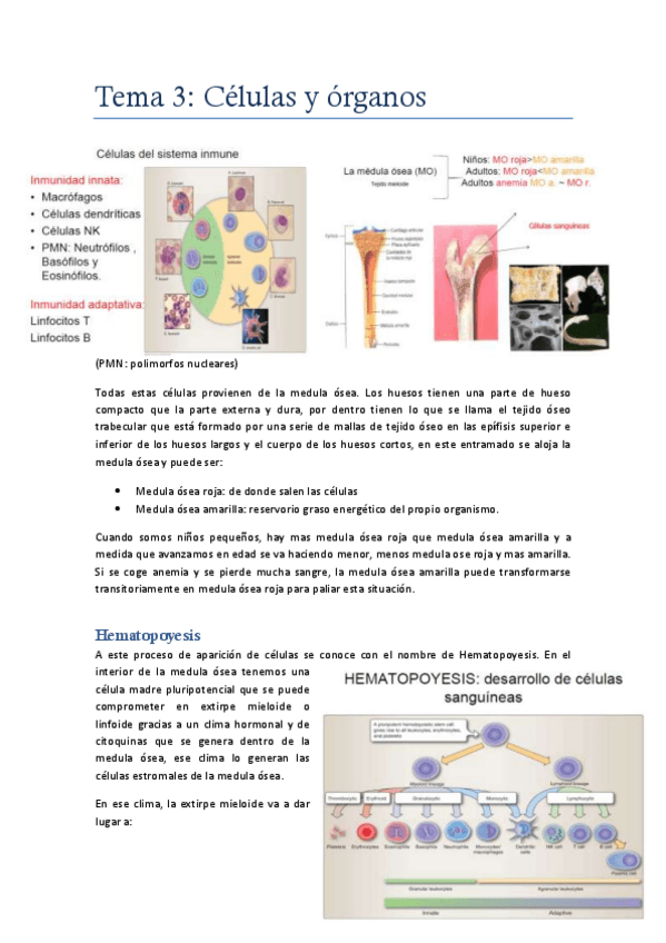 Miniatura del documento Tema 3.pdf