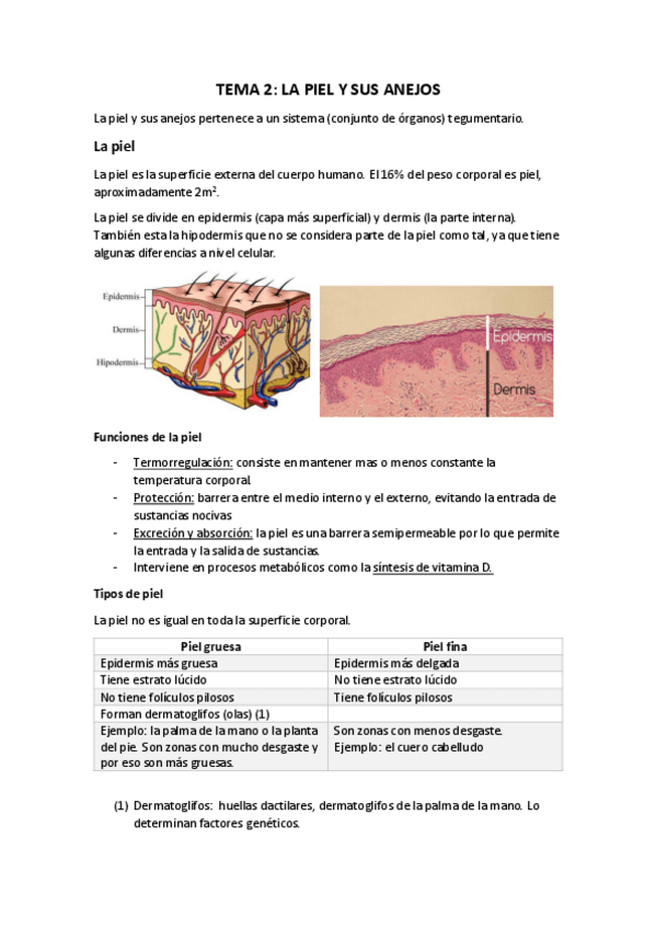 Miniatura del documento tema-2-la-piel.pdf