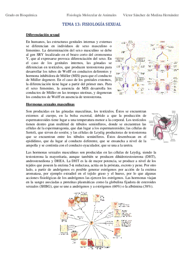 Miniatura del documento Tema 13. Fisiología sexual VSM.pdf