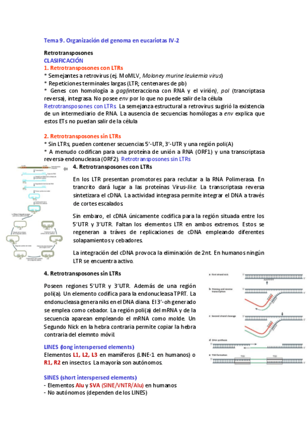 Miniatura del documento Tema 9 Organización del genoma en eucariotas IV-2.pdf
