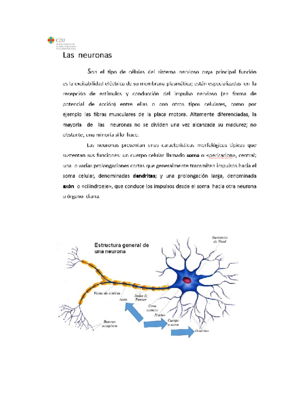 Miniatura del documento TEMA-6-ANATOMIA-F.docx