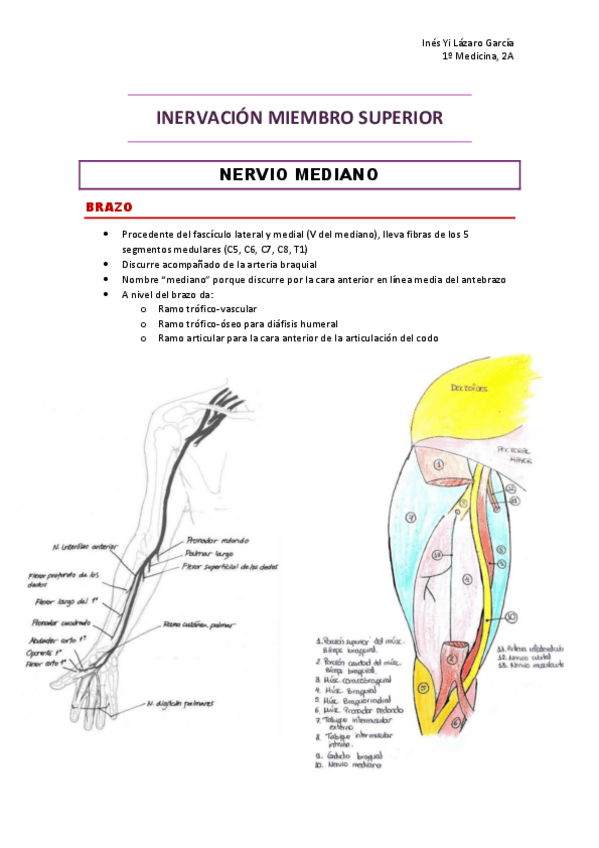Miniatura del documento 10-INERVACION-MIEMBRO-SUPERIOR.pdf