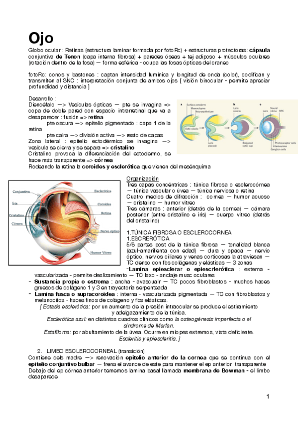 Miniatura del documento Resumen-nervioso-ojo-.pdf