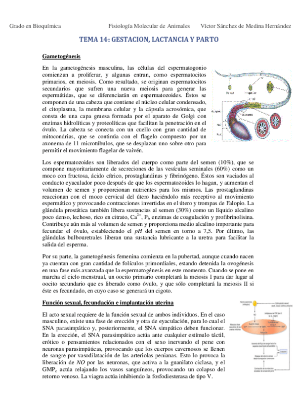 Miniatura del documento Tema 14. Gestación parto y lactancia VSM.pdf