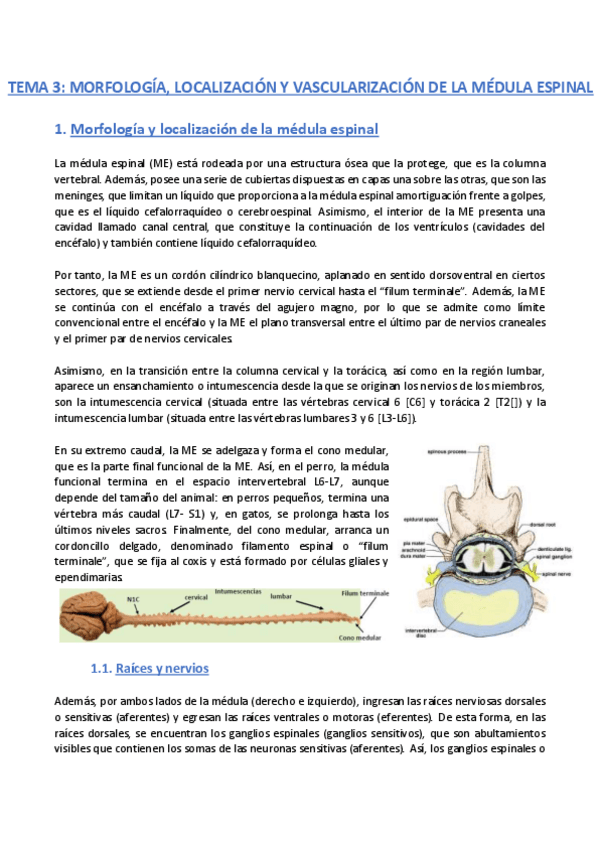 Miniatura del documento TEMA-3-Anatomia.pdf