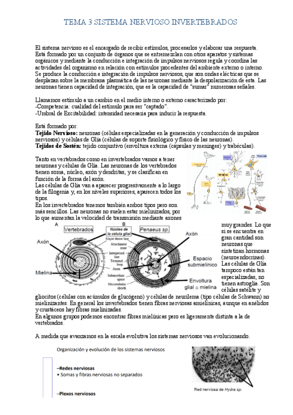 Miniatura del documento Tema-3-Sistema-Nervioso-Invertebrados.pdf