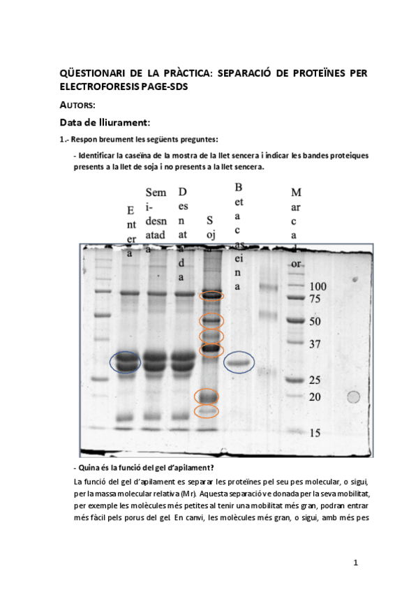 Miniatura del documento ELECTROFORESI-PAGE-SDS.pdf