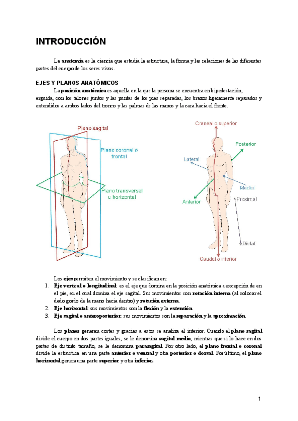 Miniatura del documento ANATOMIA.pdf