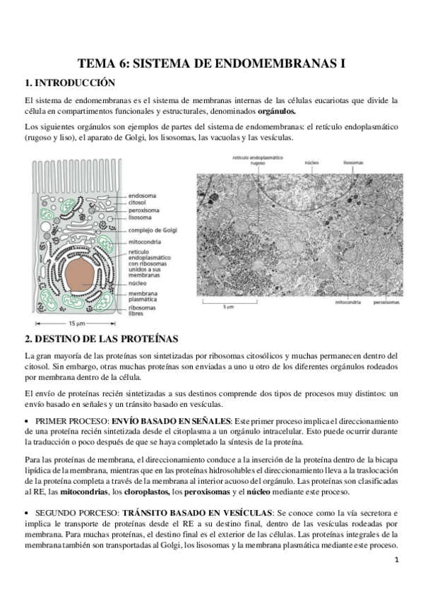 Miniatura del documento TEMA-6-SISTEMA-ENDOMEMBRANAS-I.pdf