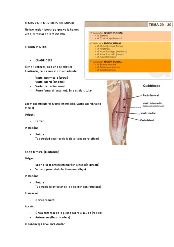 Miniatura del documento T29-Y-30-MUSCULOS-DEL-MUSLO.pdf