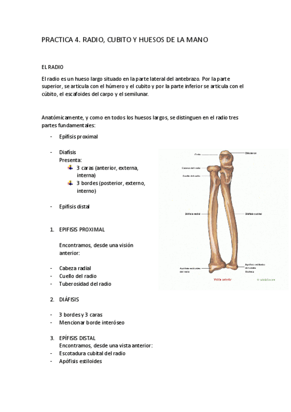 Miniatura del documento P4-RADIO-CUBITO-Y-HUESOS-MANO.pdf