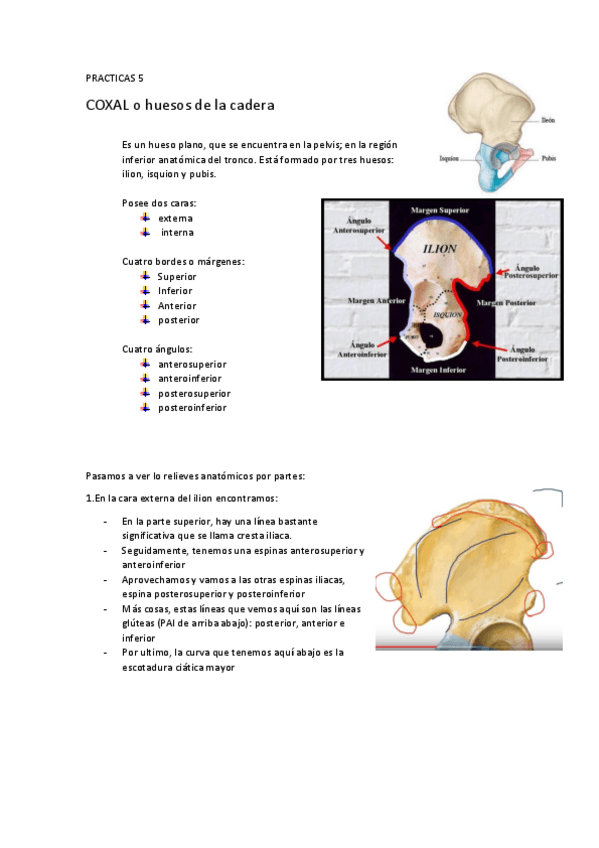 Miniatura del documento P5-COXAL-O-HUESOS-CADERA.pdf