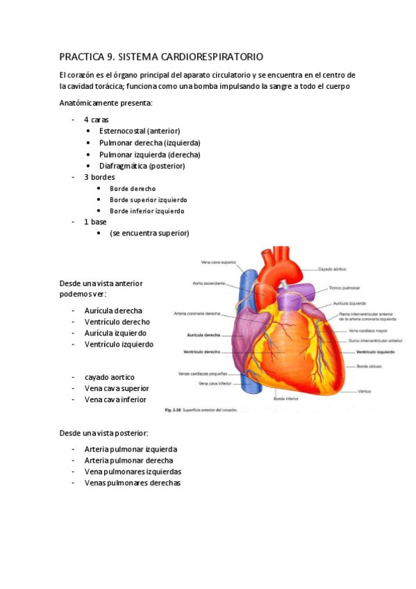Miniatura del documento P9-SISTEMA-CARDIORESPIRATORIO.pdf