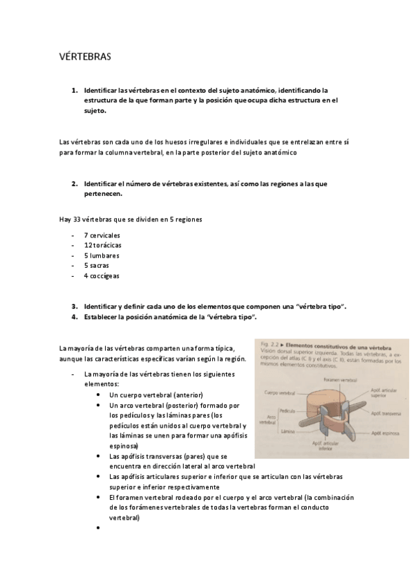 Miniatura del documento P1 VERTEBRAS 