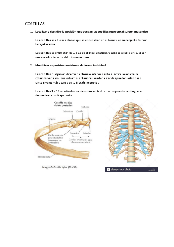Miniatura del documento P2 COSTILLAS, ESTERNON
