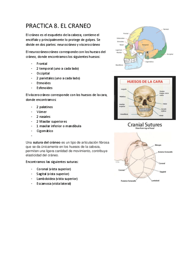 Miniatura del documento P8-EL-CRANEO.pdf