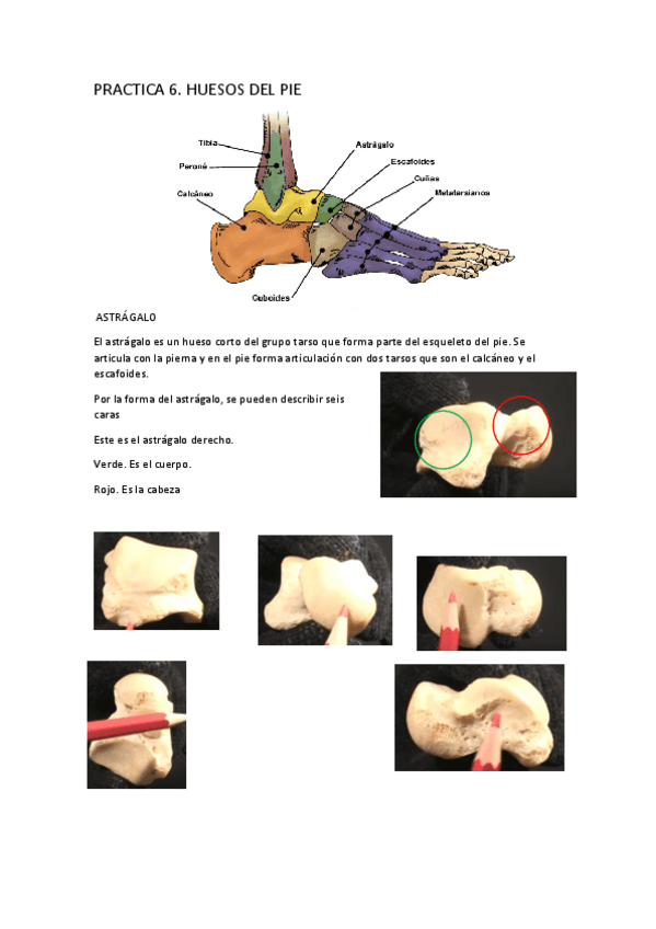 Miniatura del documento P7-HUESOS-DEL-PIE.pdf