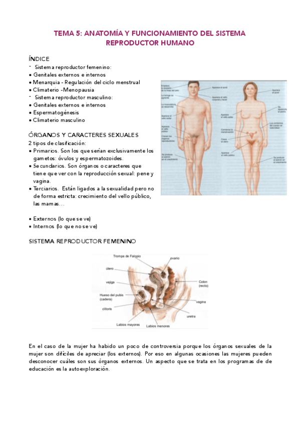 Miniatura del documento Tema-5-Aparato-reproductor.pdf
