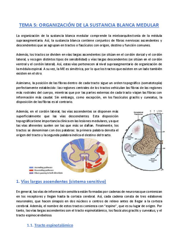 Miniatura del documento TEMA-5-Anatomia.pdf