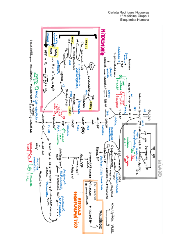 Miniatura del documento trabajo-metabolismo-SOBREALIMENTACION.pdf