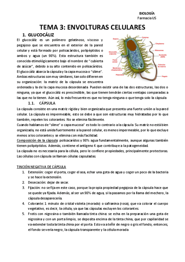 Miniatura del documento TEMA-3-biooo.pdf