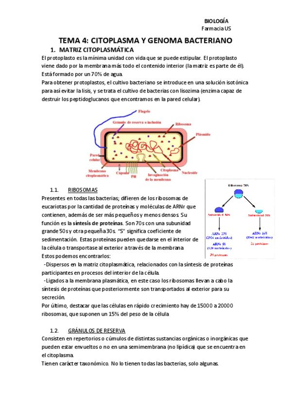 Miniatura del documento TEMA-4-BIOLOGIA.pdf