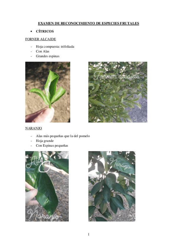 Miniatura del documento EXAMEN-DE-RECONOCIMIENTO-DE-ESPECIES-FRUTALES.pdf