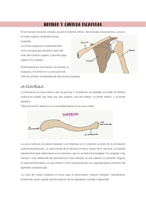 Miniatura del documento cintura-escapular.pdf