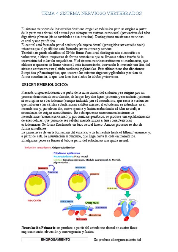 Miniatura del documento Tema-4-Sistema-Nervioso-Vertebrados.pdf