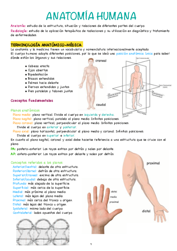Miniatura del documento Anatomia-humana.pdf