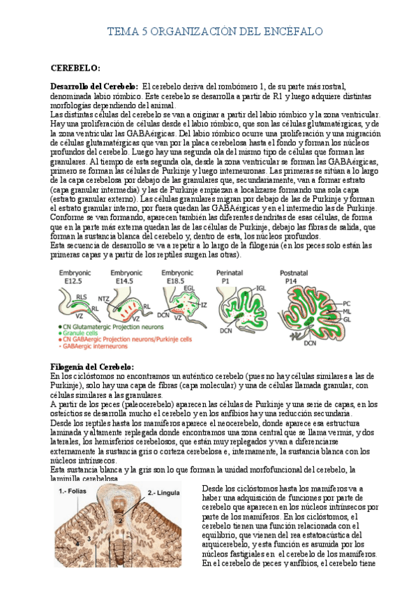 Miniatura del documento Tema-5-Organizacion-del-Encefalo.pdf