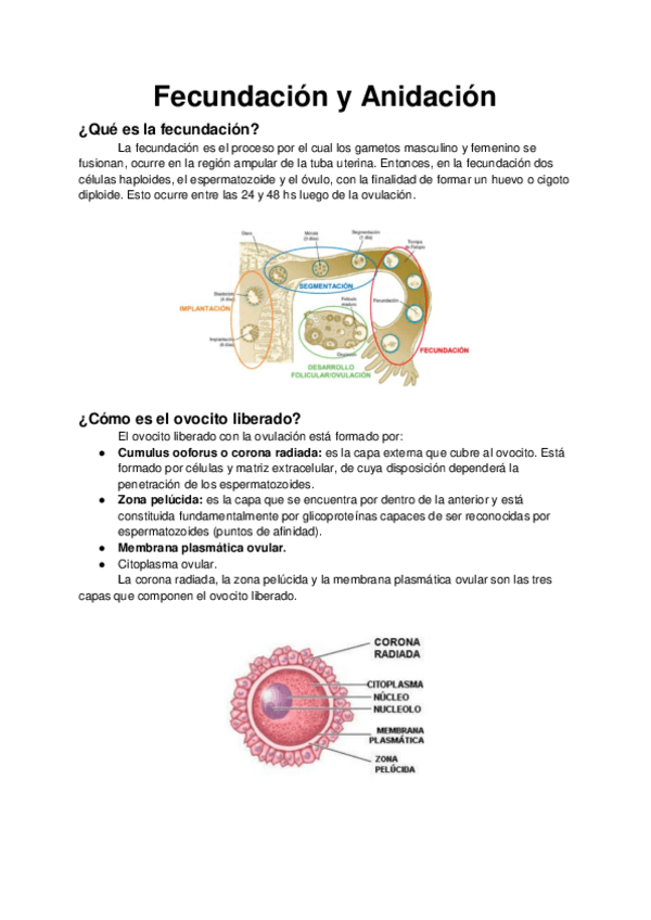 Miniatura del documento FECUNDACION.pdf
