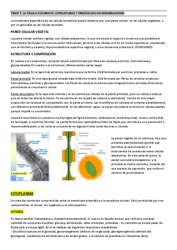 Miniatura del documento TEMA-7.pdf