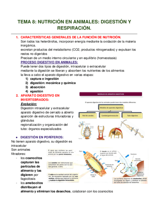 Miniatura del documento TEMA-8-NUTRICION-EN-ANIMALES-DIGESTION-Y-RESPIRACION.pdf