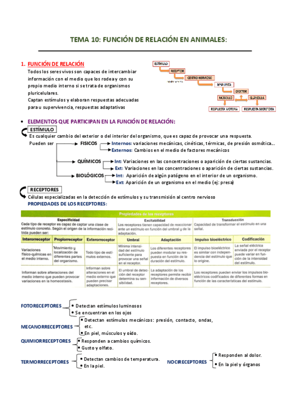 Miniatura del documento TEMA-10-FUNCION-DE-RELACION-EN-ANIMALES.pdf
